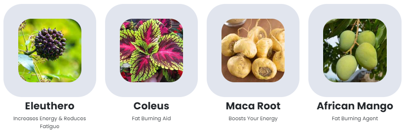 Sugar Defender Ingredients