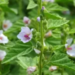 Althaea Officinalis