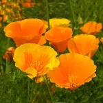 California Poppy Seed