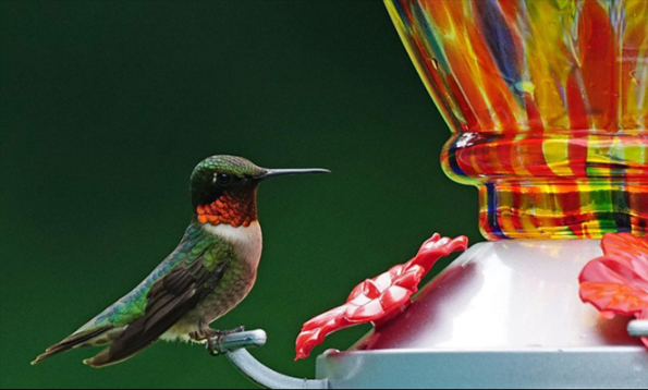 Flower Bird Feeder Sherem uses 1