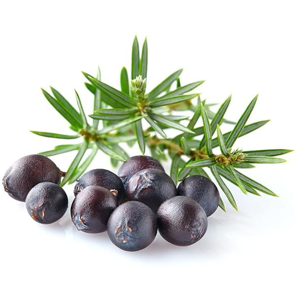 Juniper Extract
