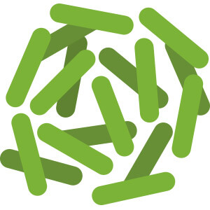 Lactobacillus Rhamnosus