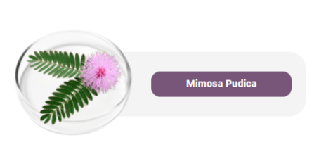 Mimosa Pudica