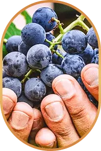 Resveratrol