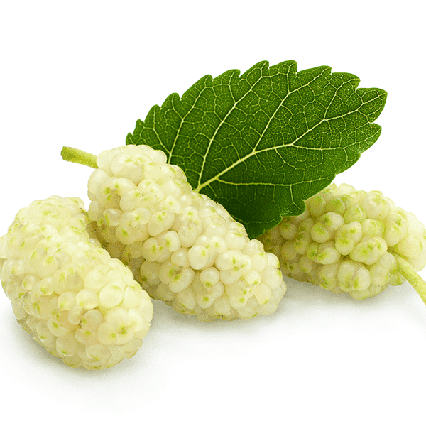 White Mulberry