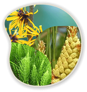 Witch Hazel, Scots Pine and Horsetail Extract