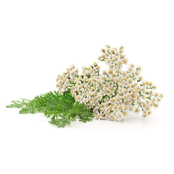 Yarrow Powder