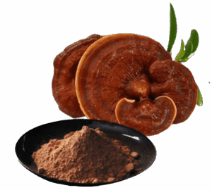 ganoderma