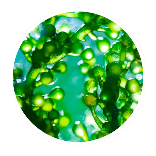Chlorella Powder