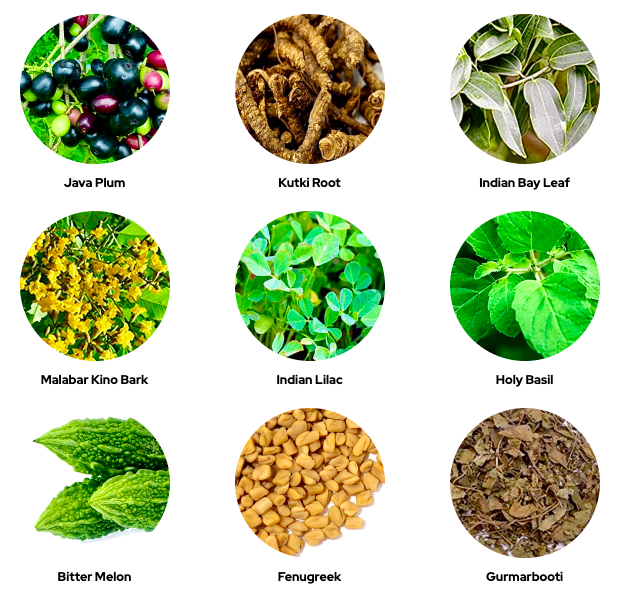 CLE Holistic Health Blood Sugar Support Ingredients