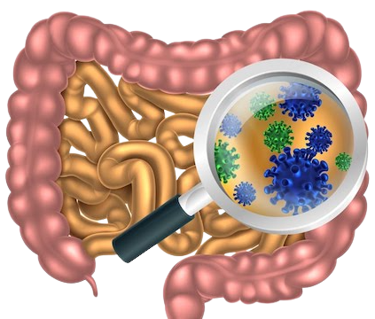 Aktiv Formulations Daily Probiotic Ingredients