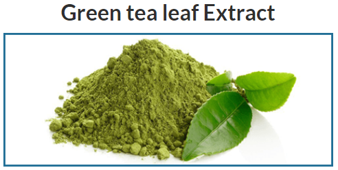 Green tea leaf Extract