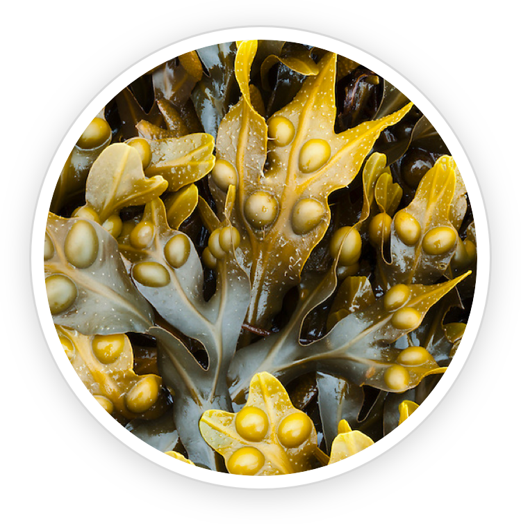 Bladderwrack