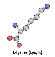 L-Lysine