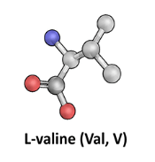 L-Valine