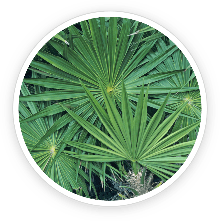 Saw Palmetto