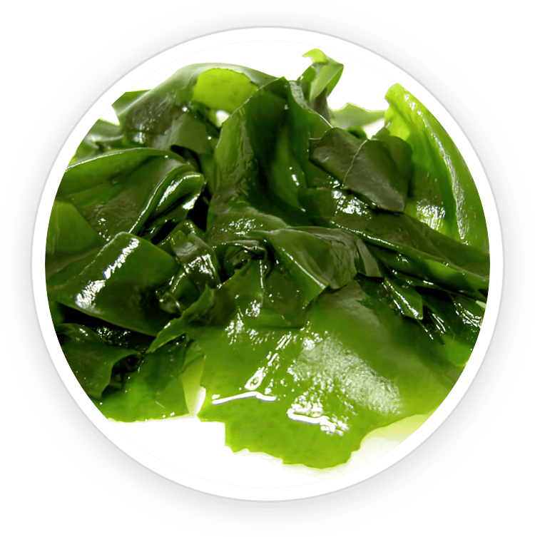 Wakame Extract