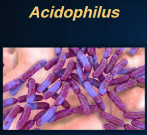 Acidophilus