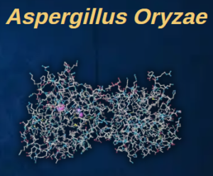 Aspergillus Oryzae