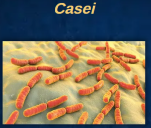 Casei