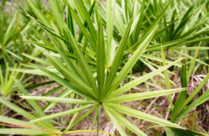 Saw Palmetto