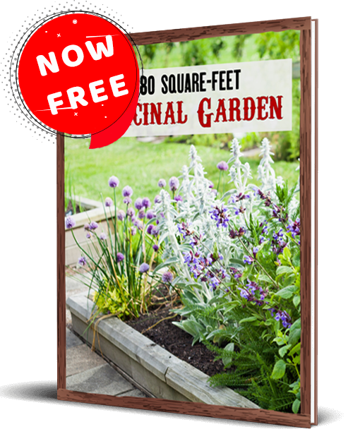 The 80 Square Feet Medicinal Garden