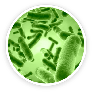 Bacillus Coagulans