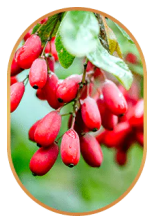 Berberine