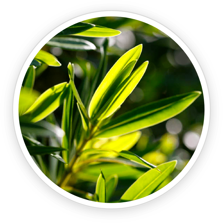 Australian Tea Tree Oil