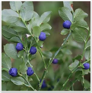 Bilberry Fruit