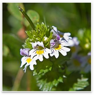 Eyebright