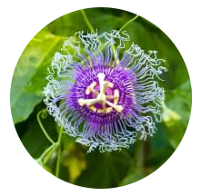 Passion Flower