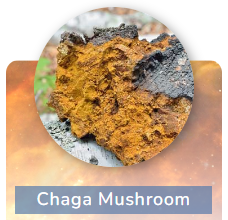 Chaga Mushroom Powder