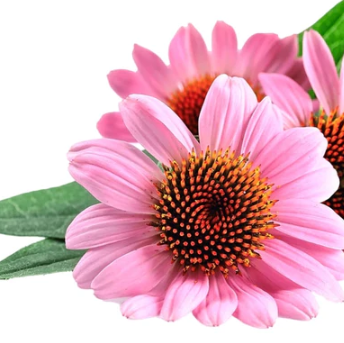 Echinacea