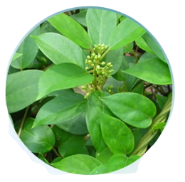 Gymnema Sylvestre Leaf Powder