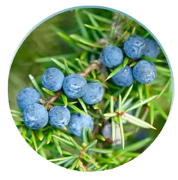 Juniper Berry