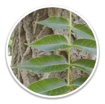 Vitamin E Extract