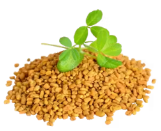 Fenugreek