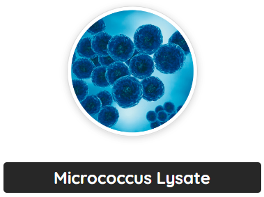 Micrococcus Lysate
