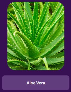 Aloe Vera