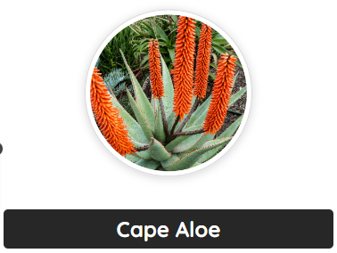 Cape Aloe