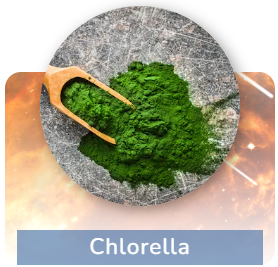 Chlorella