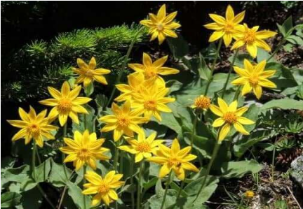 Arnica Montana Flower Extract