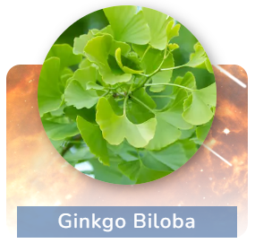 Ginkgo Biloba