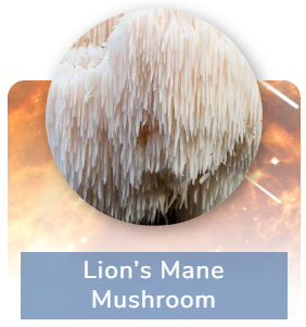 Lion’s Mane Mushroom