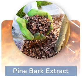 Pine Bark Extract