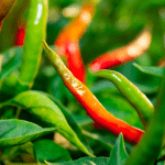 Cayenne Fruit