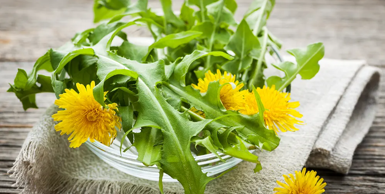 Dandelion Extract