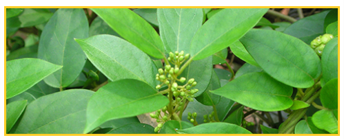 Gymnema Sylvestre