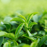 Green Tea Leaf